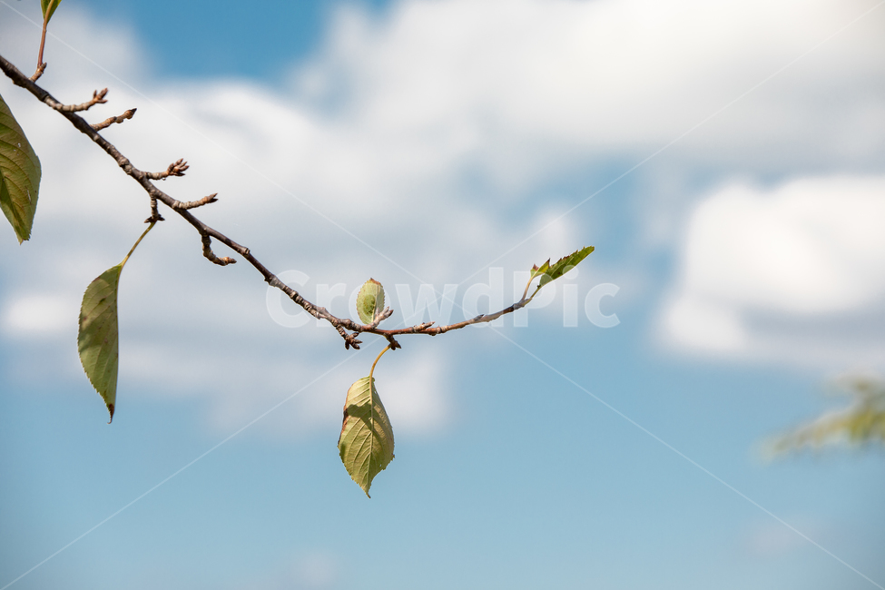 나무,풍경,나무잎,구름,하늘,식물,자연,plants,nature
