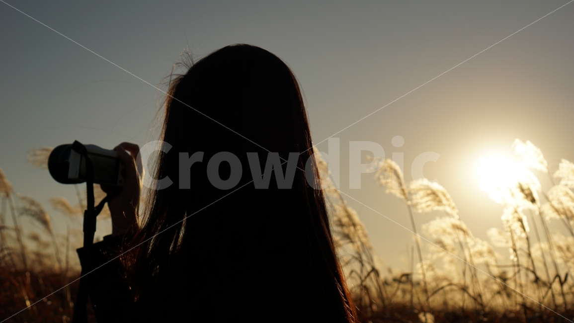 여자,사람,여성,실루엣,가을,사진,인물,저녁,스냅,뒷모습,억새,가을,계절,fall,autumn,season,사람,인물,인간,human,person,여성,여자,woman,female,lady,인물실루엣,사람실루엣,character silhouette,human silhouette,사진작가,포토그래퍼,photographer,flare,플레어,light,빛,sunlight,햇빛,apparel,의복,clothing,의류