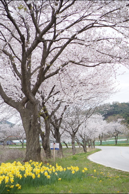 수선화,벚꽃,노랑,봄,초록,흐림,풍경,봄,계절,spring,season,자연,풍경,nature,landscape,한국자연풍경,한국자연경관,korea nature landscape,식물,plants,나무,trees,wood,plant