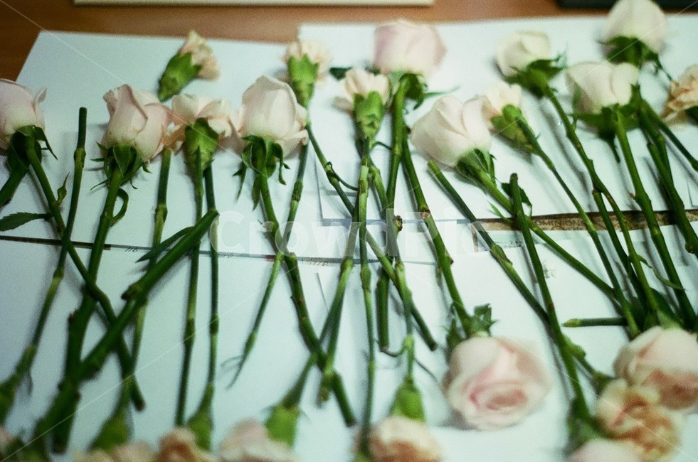 꽃,장미,분홍장미,프로포즈,말린장미,꽃잎,봄,꽃,flower
