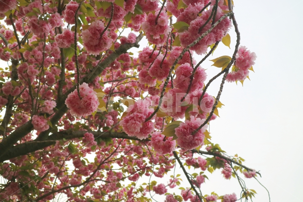 겹벚꽃,벚꽃,꽃,식물,나무,자연,공원,봄,계절,spring,season,식물,자연,plants,nature,꽃,flower,plant,blossom,cherry blossom