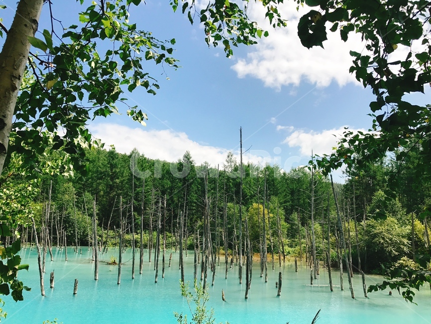 홋카이도,호카이도,청의호수,아오이이케,에메랄드,비에이호수,water,물,nature,자연