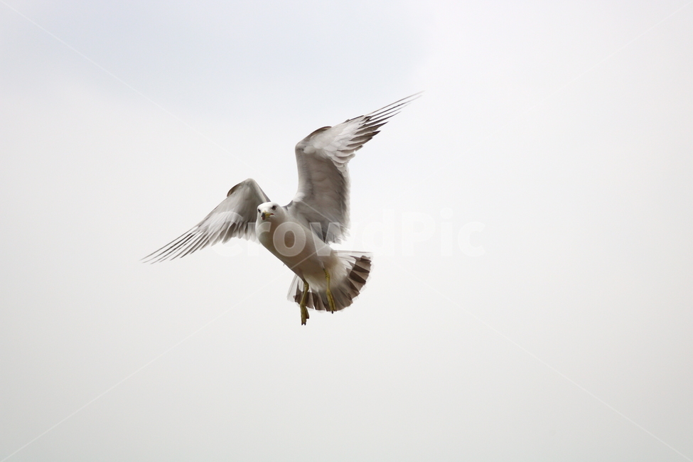 갈매기,새,조류,동물,하늘,동물,animal,조류,새,birds