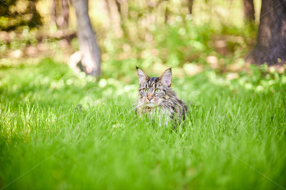 동물,animal,고양이,cat,kitten,포유류,애완동물,반려동물,애완묘,메인쿤,mainecoon,pet,산책냥이,동물,animal,포유류,mammal,고양이,cat,kitten,kitty