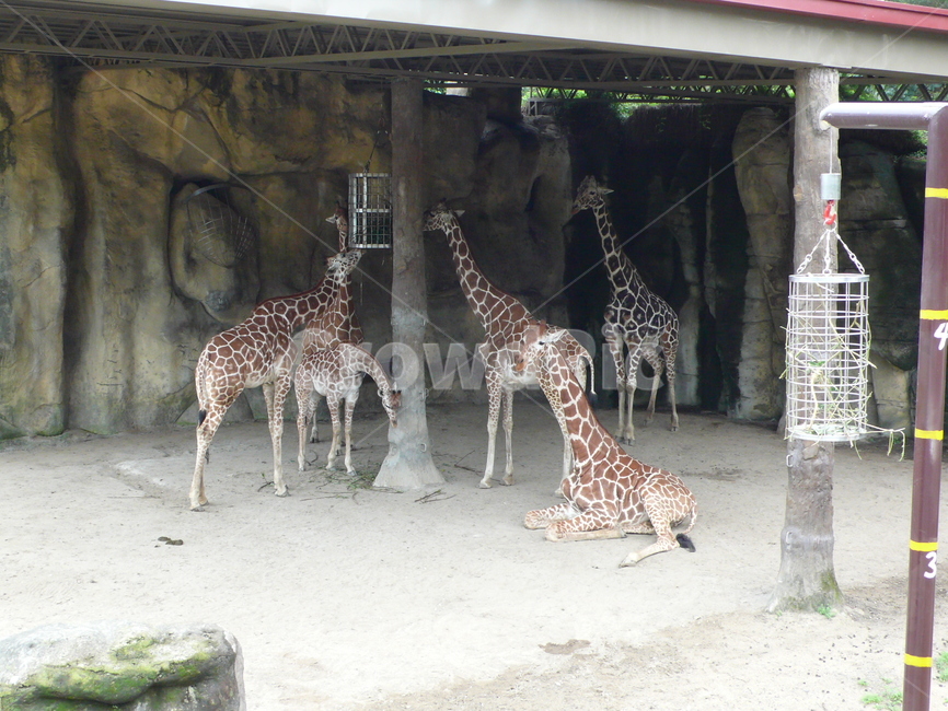 기린,동물,자연,동물원,무늬,zoo