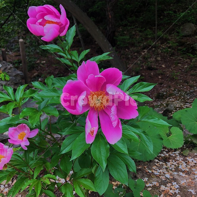 꽃,작약,식물,flower,paeonialactiflora