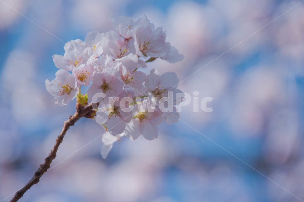 벚꽃,봄꽃,cherryblossom,봄분위기,spring,꽃