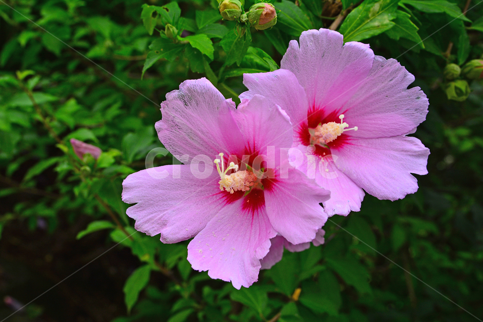 무궁화,나라꽃,우리나라꽃,국화,nationalflower,mugunghwa,roseofsharon,hibiscus,plant,blossom,flowers,꽃,식물,나무꽃,분홍색,핑크색,여름꽃,아름다움,꽃잎,꽃송이,잎사귀,배경,바탕,백그라운드,background