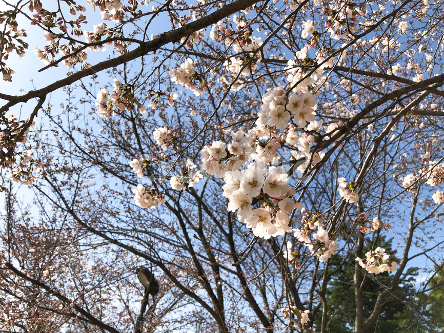 벚꽃,cherryblossom,체리블라썸,벚꽃나무,한국벚꽃,blossom,flower,꽃,blooming