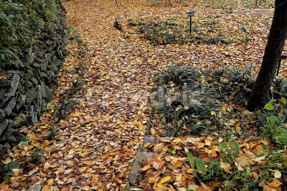 낙엽,가을,갈색,길,나무,풀,자연,식물,가을,계절,fall,autumn,season,ground,바닥,road,도로,gravel,자갈,dirt road,흙길,leaf,잎,plant