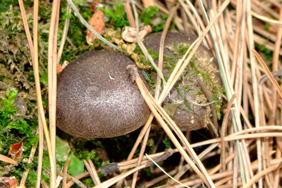 버섯,포자식물,이끼,식물,균류,버섯,mushroom