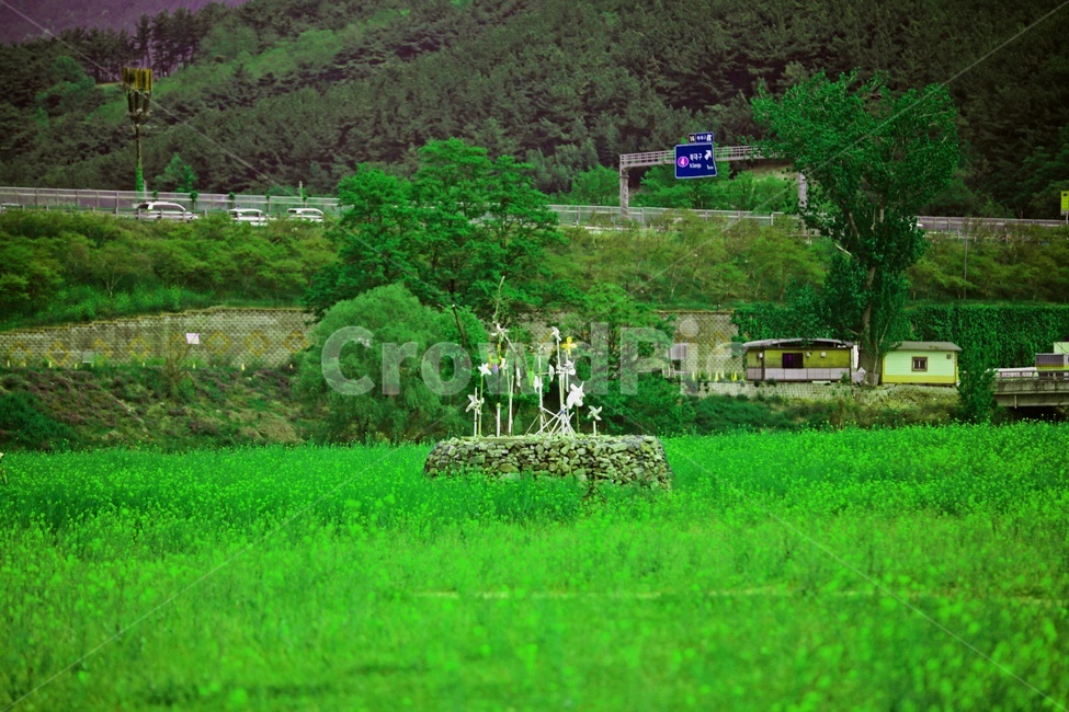 유채꽃,자연,나무,풍경,산,자연,풍경,nature,landscape,식물,plants