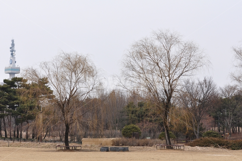 자연,풍경,나무,대전,한밭수목원,겨울,겨울,계절,winter,season,자연,풍경,nature,landscape,outdoors,옥외