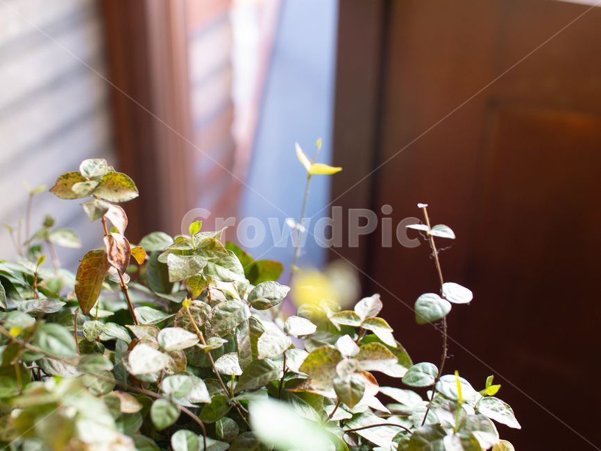 실내,식물,배경이미지,배경,초록색식물,초록색,녹색,식물,자연,plants,nature