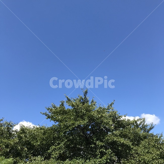 tree,나무,여름,summer,자연,하늘,sky,자연,풍경,nature,landscape