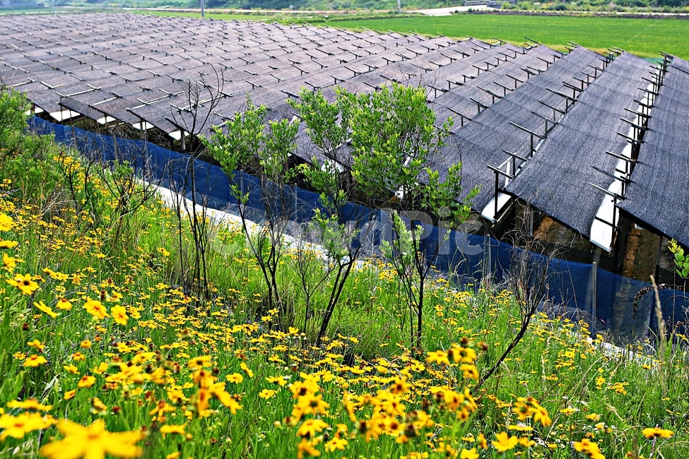 인삼,인삼밭,삼,농사,밭,그늘막,산업,industry,industrial,농업,농사,agriculture,farming,farming industry