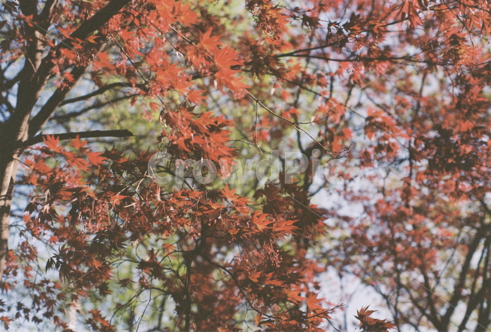 leaf,tree,film,plant,maple,단풍,가을,fall,가을,계절,fall,autumn,season,잎,식물,나무