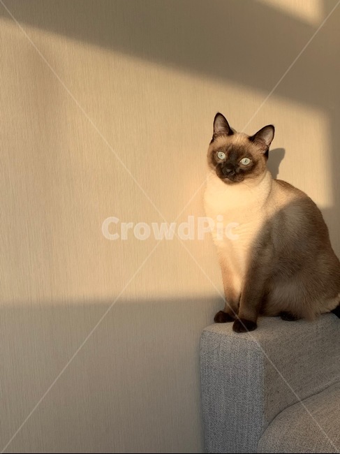 고양이,cat,햇빛,아침,샴고양이,morning,sunshine