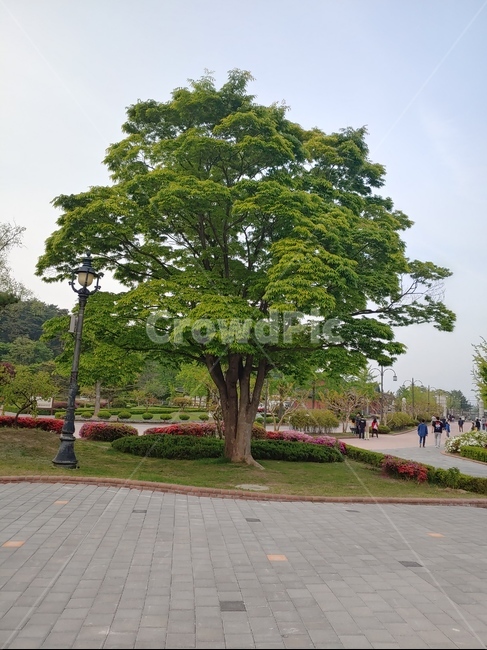 나무,tree,자연,nature,공원,park,큰나무