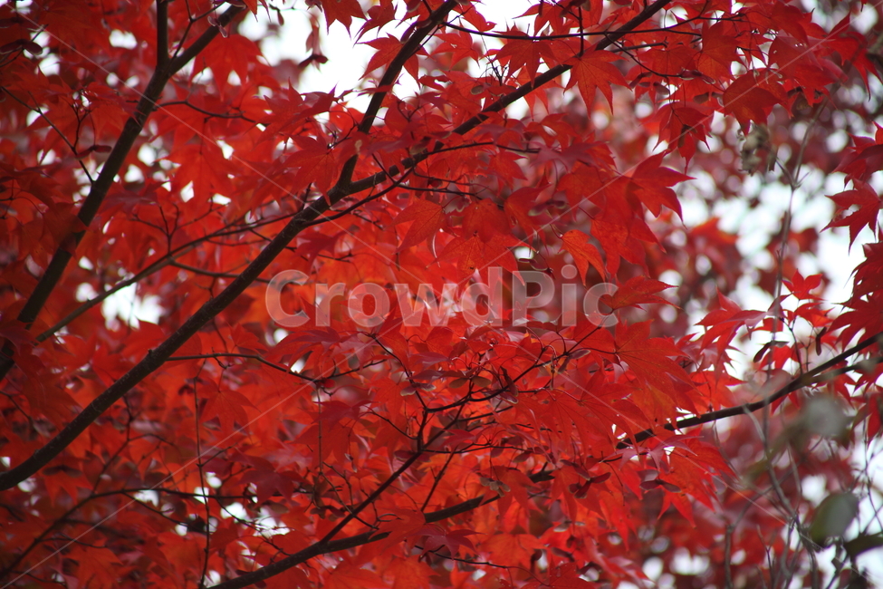 단풍,단풍나무,엽록소,가을,redleaves,가을,계절,fall,autumn,season,식물,자연,plants,nature,plant,leaf,잎,tree,나무,maple