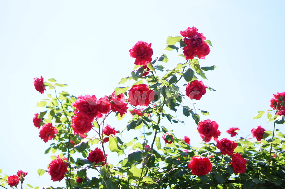 빨강,장미,꽃,풍경,5월,초록,잎,식물,자연,plants,nature,꽃,flower