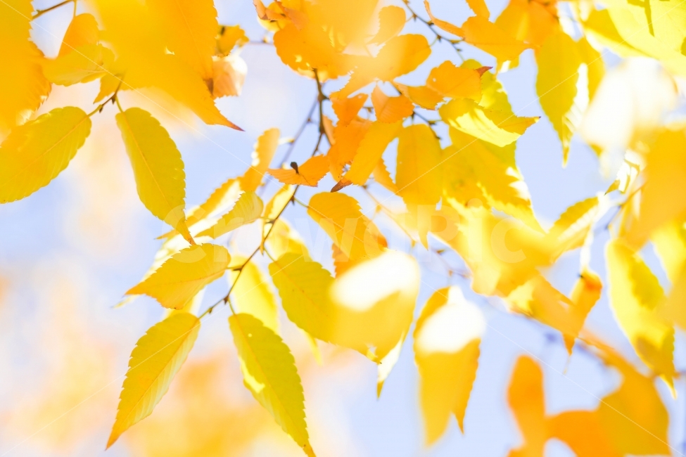 단풍,가을,노랑색,나무,자연,가을,계절,fall,autumn,season,식물,자연,plants,nature,감성,sensible,feeling,휴식,힐링,rest,relaxation,healing,plant,leaf,잎