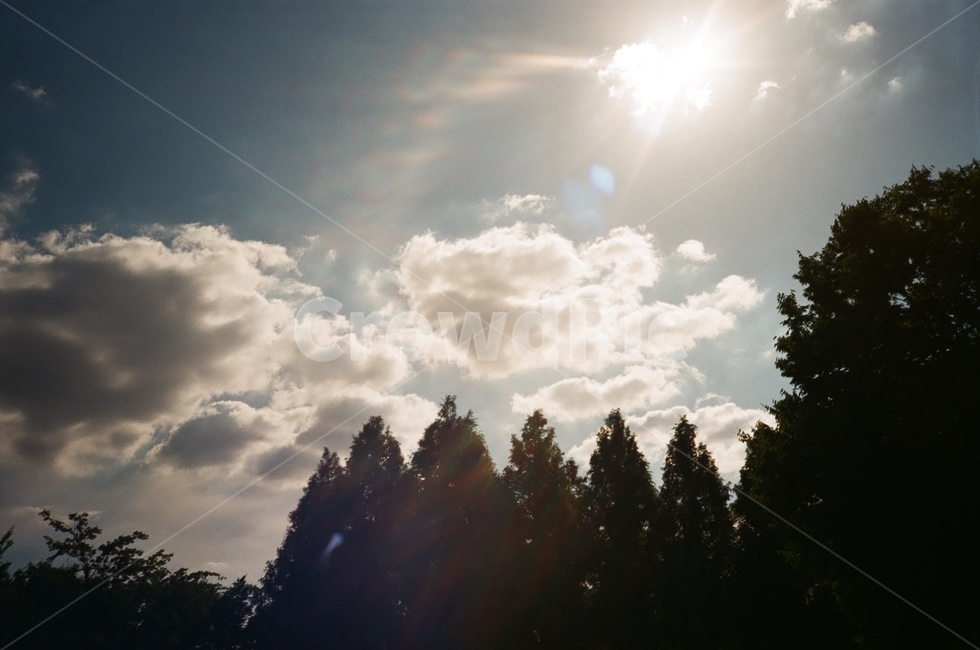 하늘,나무,자연,공원,풍경,자연,풍경,nature,landscape,light,빛,flare,플레어,sunlight,햇빛