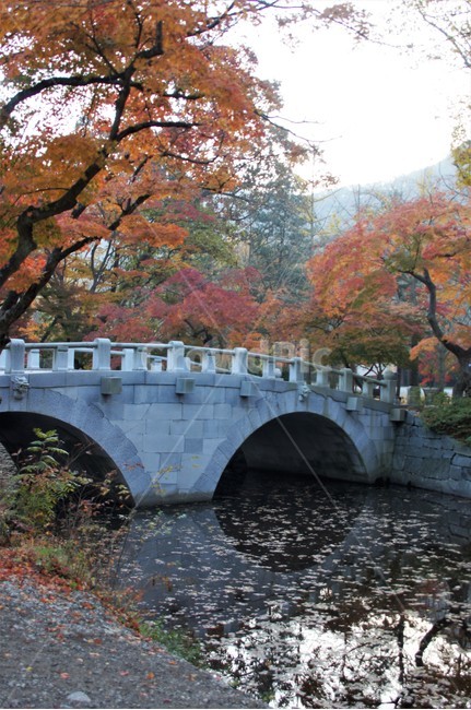가을,단풍,나무,식물,자연,계곡물,그림자,자연풍경,감성,예쁨,아름다움,nature,autumn,trees,다리,하늘,가을,계절,fall,autumn,season,tree,plant