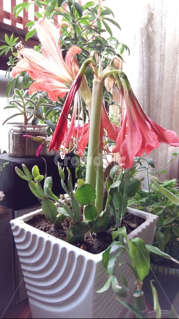 꽃,붉은꽃,빨간꽃,꽃화분,천사의눈물