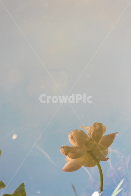 연꽃,연꽃잎,여름,담홍색,꽃,식물,정원,꽃잎,식물,자연,plants,nature,꽃,flower