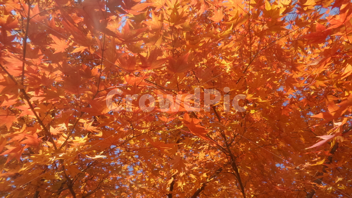 단풍,단풍나무,목련강,무환자나무목,관상수,낙엽활엽관목,정원수,붉은색단풍,가을,계절,fall,autumn,season,식물,자연,plants,nature,leaf,잎,plant,tree,나무,maple