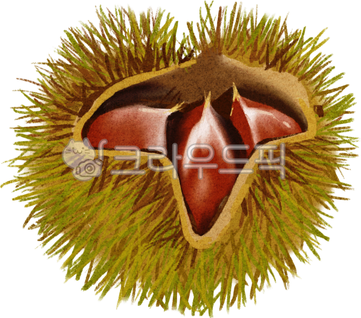 밤송이,단밤,밤나무열매,까시,밤까시,밤가시,밤송이드로잉,밤송이일러스트,알밤,밤,밤손그림,밤삽화,찐밤,밤톨,열매,밤열매,가을열매,가을밤,추석음식,먹는밤,가을열매밤,밤일러스트,생밤,맛있는밤,밤그림,알밤그림,알밤일러스트,밤송이그림,밤송이손그림