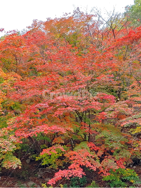 단풍,가을,물,나무,빨강단풍,가을,계절,fall,autumn,season,자연,풍경,nature,landscape,tree,maple,plant,식물