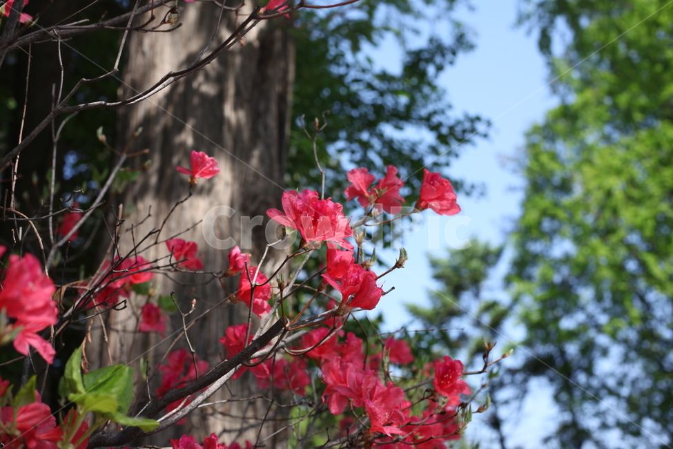 꽃,봄,철쭉,빨강,햇빛,햇살,sunlight,flower,spring,따스함,따뜻함,봄,계절,spring,season,식물,자연,plants,nature,꽃,flower,plant,geranium,제라늄,blossom