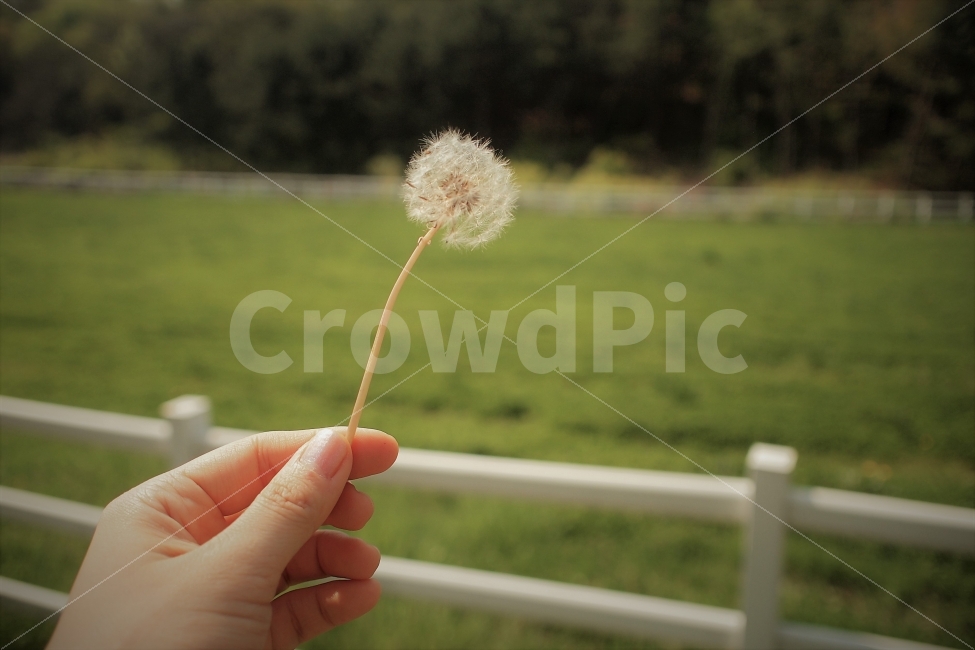 민들레,민들레홀씨,손,봄,식물,꽃,감성,식물,자연,plants,nature,꽃,flower,사람,인물,인간,human,person,신체일부,몸,body,감성,sensible,feeling