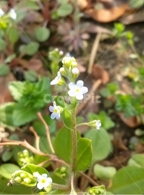 꽃,풀꽃,길,꽃마리,식물,식물,자연,plants,nature,꽃,flower