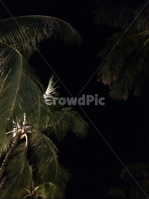 열대야,여름밤,야자수,한여름밤,밤하늘,밤,야경,밤,풍경,nightscape,night,landscape,tree,나무,plant,식물,outdoors,옥외,nature,자연,palm tree,arecaceae,Arecaceae