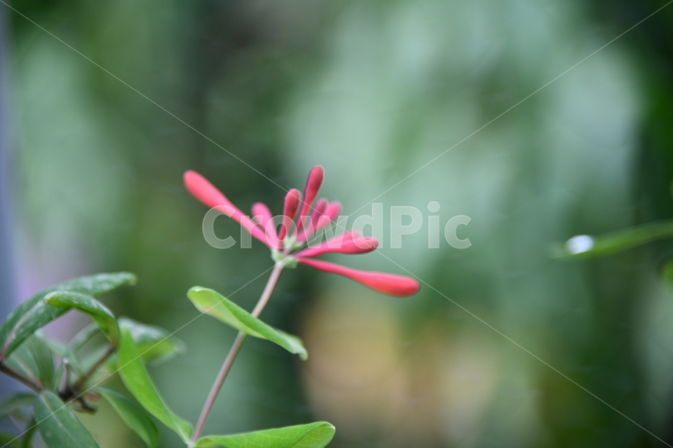 꽃,자연,식물,야생화,nature,flower,감성,feeling,배경,백그라운드