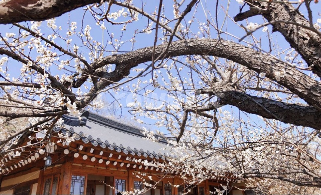 풍경,벚꽃,하늘,가지,봄,따뜻함,여행,spring,한국전통,한국문화,korean traditional,korean culture,식물,자연,plants,nature,꽃,flower,건축물,건물외관,exterior,building,structure,architecture,construction