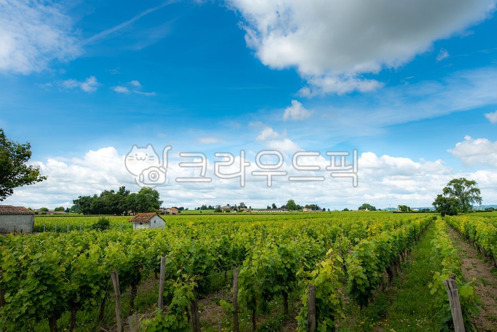 bordeaux,worldheritage,Bordeaux,villige,vinyard,saintemilion,Saint Emilion,landscope,wine village,vineyard,south of france,Town,sight,france,farm,Emotion,europe,winevillage,bordeauxwine,nature,world cultural heritage,saintmilion,Bordeaux wine,feeling,outd