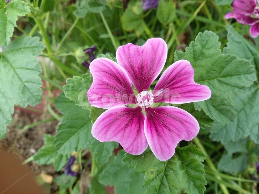 꽃,식물,자연,flower,plant,식물,자연,plants,nature,꽃,flower