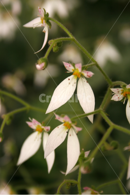 바위취,식물,flower,plants,nature,꽃,식물,자연,plants,nature,꽃,flower