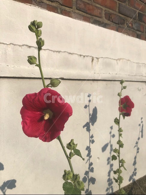 꽃,접시꽃,햇볕,감성,자연