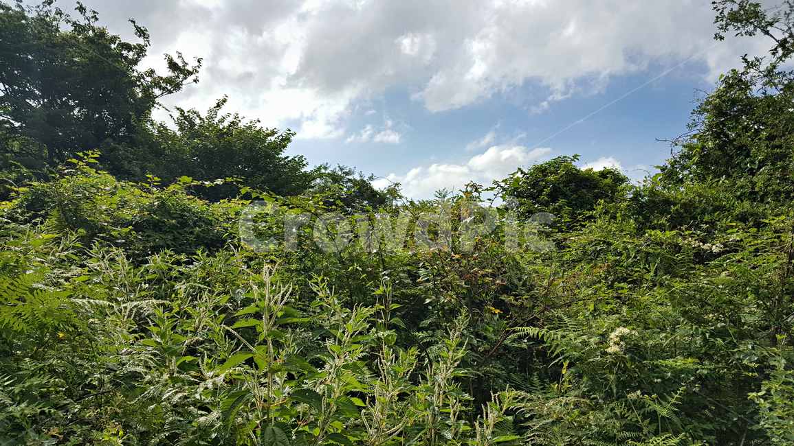 숲,나무,나뭇잎,식물,plant,tree,vegetation,초목,treetrunk,나무줄기,outdoors,옥외,woodland,삼림지,land,nature,자연,forest