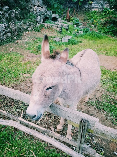 당나귀,동물,donkey,animal,울타리,fence