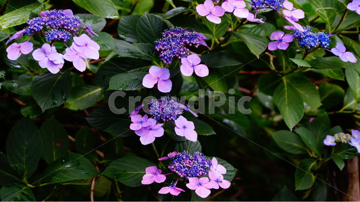 수국,산수국,꽃,꽃사진,태종대,식물,식물,자연,plants,nature,꽃,flower