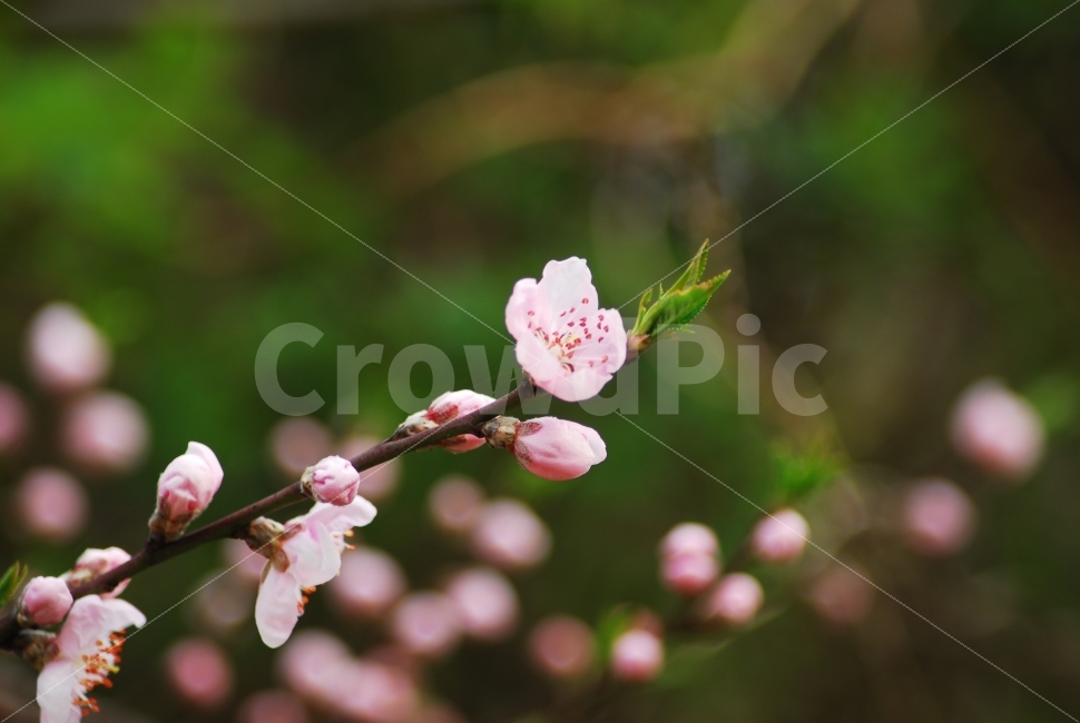 배꽃,이화,배나무,봄꽃,식물,나무,봄,계절,spring,season,식물,자연,plants,nature,꽃,flower,plant,blossom