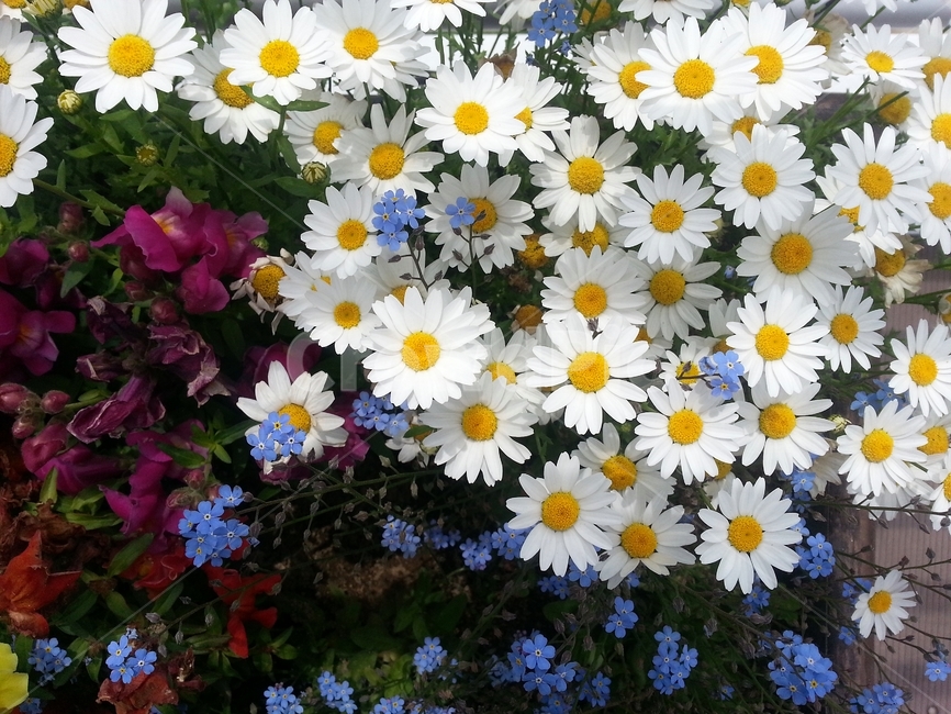 꽃,봄,원예,아름다움,식물,flower,bloom,floral,향기,자연,화사,동그라미,꽃잎,암술,수술,beautiful,plant,식물,자연,plants,nature,꽃,flower