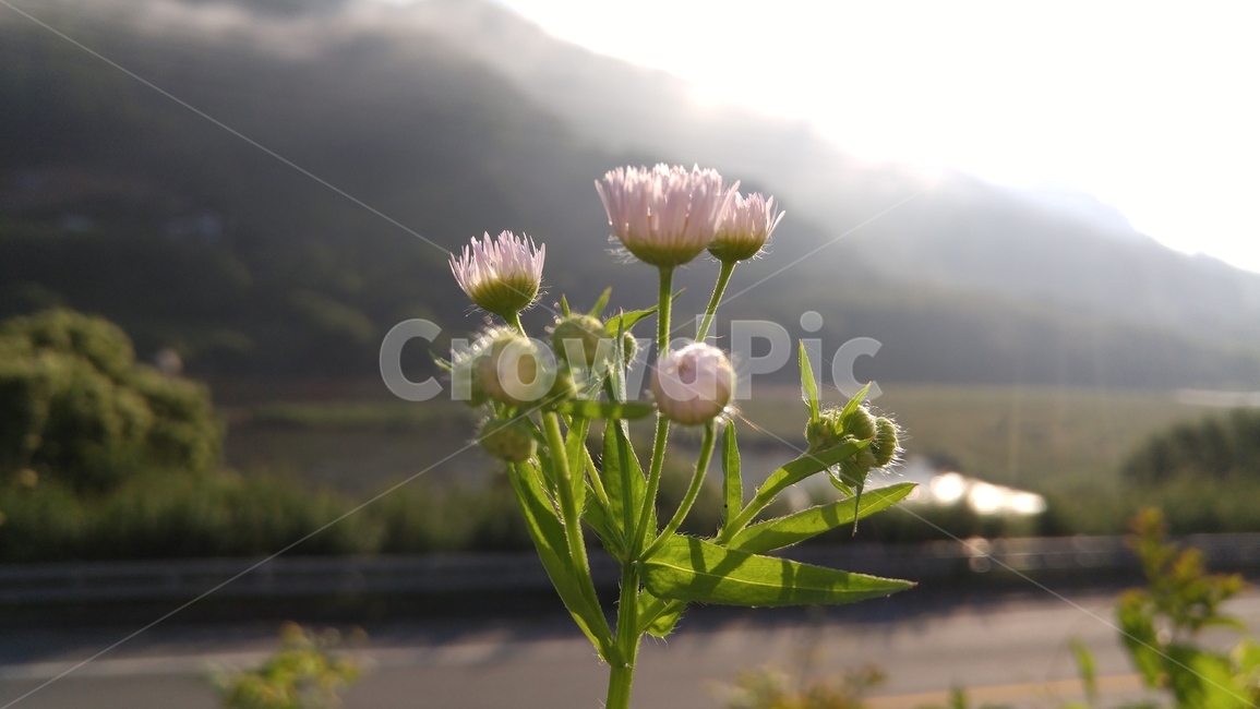 개망초,개망초꽃,야생화,개망초잎,망초,산안개