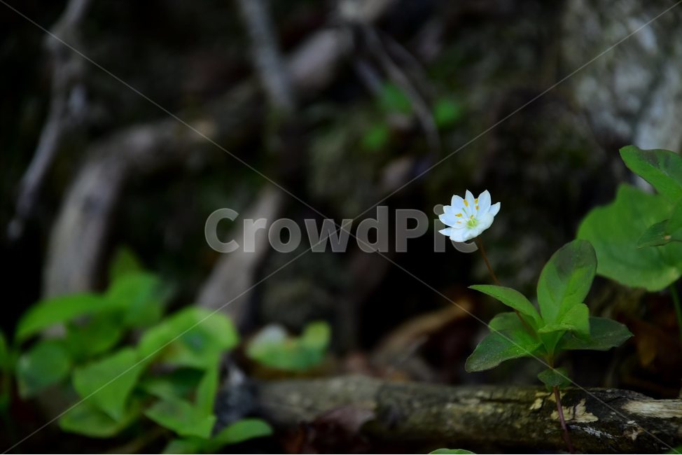 참기생꽃,야생화,꽃,식물,자연,생태,플라워,flower,plants,nature,식물,자연,plants,nature,꽃,flower